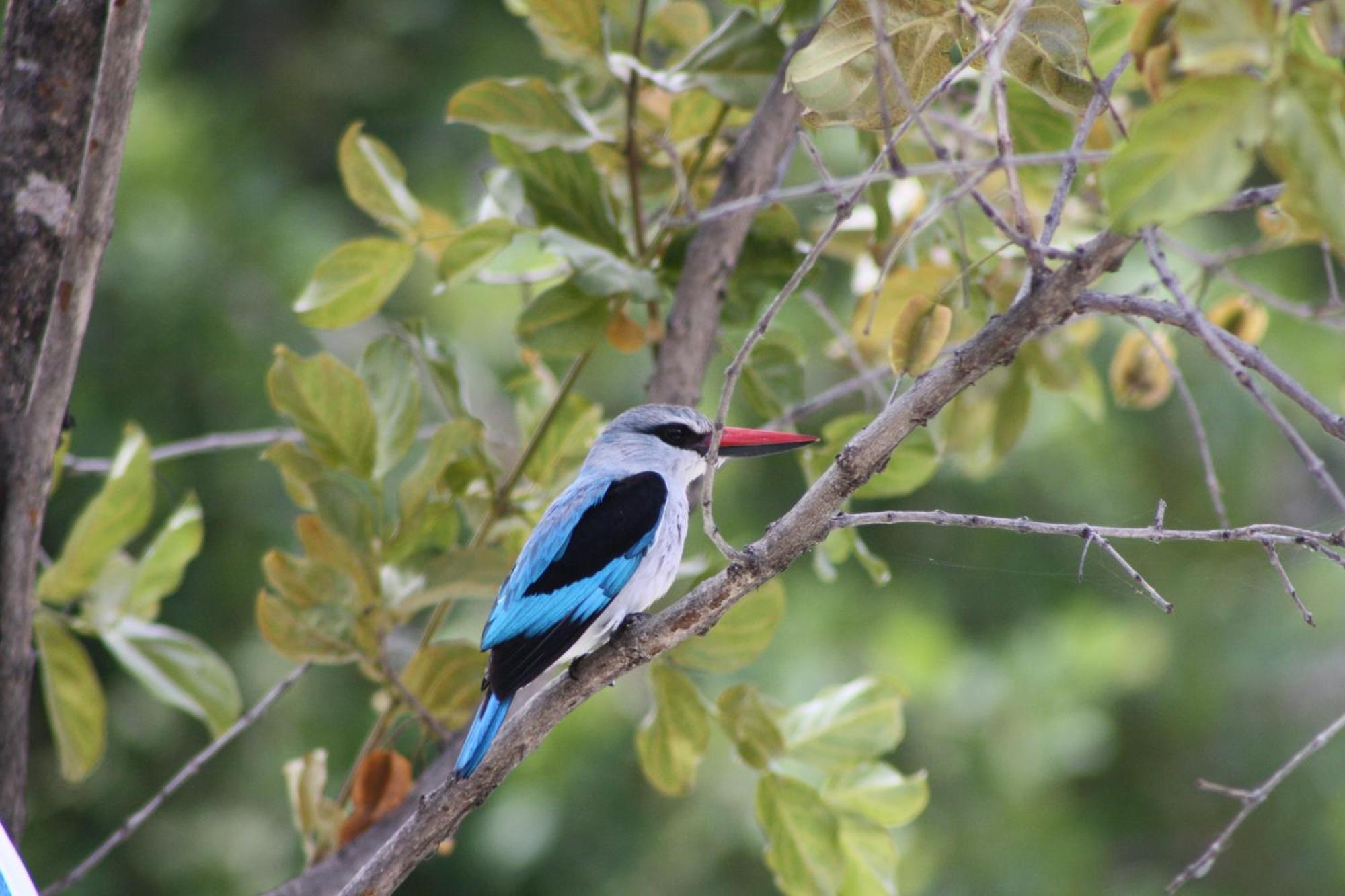 Normann Safari Bush Lodge Пхалаборва Экстерьер фото